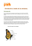 Introducción al mundo de las mariposas
