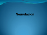 establecimiento de las celulas neurales