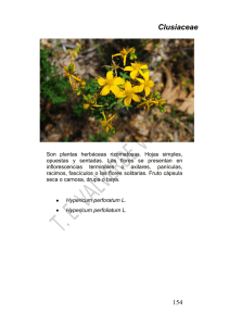 23 Clusiaceae - Ayuntamiento de Valverde del Camino