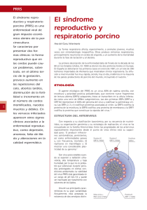 PRRS El síndrome reproductivo y respiratorio porcino