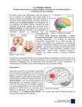 EL CEREBRO HUMANO División funcional de la corteza cerebral