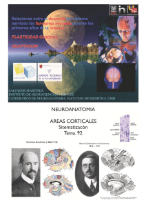 Plasticidad cerebral. Cómo el cerebro se adapta al mundo