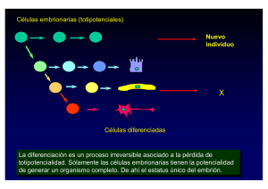 Células embrionarias (totipotenciales) Células