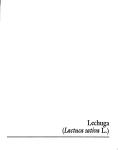 Lactuca sativa L. - Biblioteca Digital Zamorano