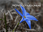 monocotiledoneae - Laboratorio de Sistemática de Plantas Vasculares