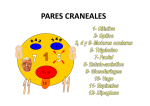 pares craneales - ctoenfermeria.com