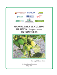Manual para el cultivo de piñon en Honduras