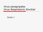 Virus Paragripales