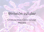 División celular