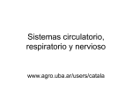 Sistemas circulatorio, nervioso y respiratorio