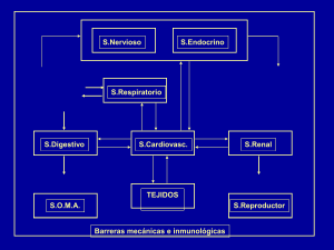 linfocitos B plasmocitos