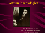 Anatomía radiológica