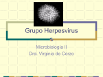 Grupo Herpesvirus