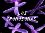 cmc cromosoma