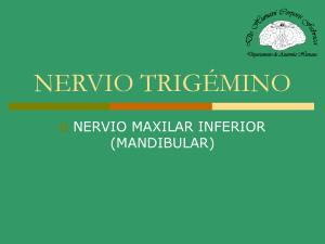 Nervio Trigémino. Maxilar Inferior