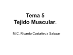 Tema 5 Tejido Muscular.