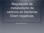 Regulación de metabolismo de carbono en bacterias Gram negativas.