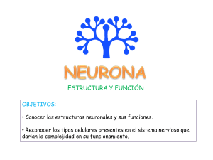 neurona y su estructura neuroglias o células gliales astrocitos