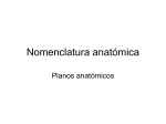 Nomenclatura anatómica - ANATOMÍA Y FISIOLOGÍA HUMANA Prof