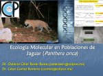 JaguarGeneticConservation_Molecular