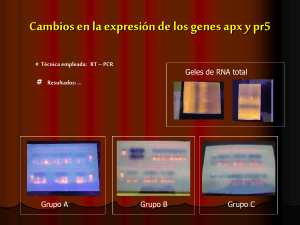 Cambios en la expresión de los genes apx y pr5