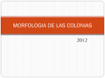 Morfología_colonias.