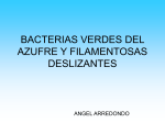 bacterias verdes del azufre y filamentosas deslizantes