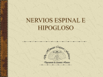 Nervios Espinal e Hipogloso