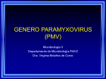 genero paramyxovirus3