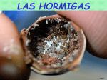 LAS_HORMIGAS.pps - Asociación Ibérica de Mirmecología