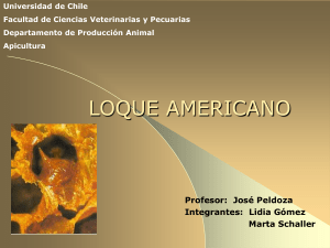 loque americano