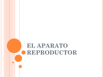 reproductor