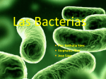 Las Bacterias