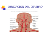 irrigacion cerebral
