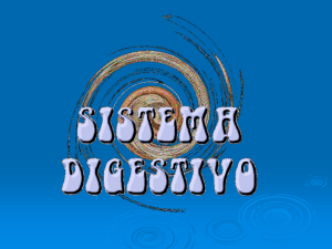 tubo digestivo