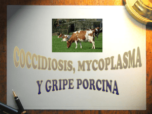 coccidiosis – mycoplasma – gripe porcina