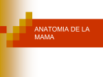 ANATOMIA QUIRURGICA DE LA MAMA