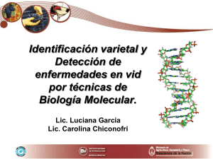 Identificación varietal en vid por técnicas de Biología Molecular