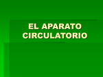 EL APARATO CIRCULATORIO