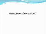 reproducción celular.