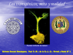 transgenicos - Masones del Perú
