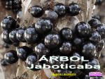arbol jaboticaba - La boutique del powerpoint