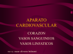 aparato cardiovascular