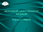 Nervios de la extremidad inferior Plexo lumbar