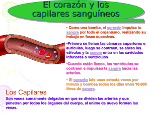 El corazón y los capilares sanguíneos