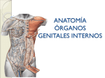 anatomía órganos genitales internos