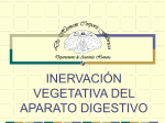 inervación vegetativa del aparato digestivo