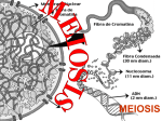 MEIOSIS - biologiamedia