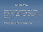 terminología anatómica.