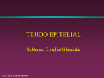 Epitelial Glandular